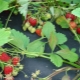 Hoe planten aardbeien en aardbeien zich voort?