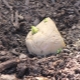 Wie schneidet man Kartoffeln zum Anpflanzen und wie pflanzt man sie?