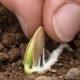 Jak zasadit cuketu na otevřeném terénu se semeny?