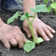 Comment planter des concombres dans une serre avec des semis?