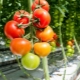 Hvordan planter man tomater i et drivhus?