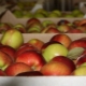 Jak udržet jablka čerstvá na zimu doma?