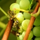 如何从黄蜂和蜜蜂手中拯救葡萄？