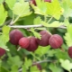Come prendersi cura di uva spina in autunno?