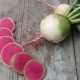 Hvordan ser en vandmelon radise ud, og hvordan man dyrker den?