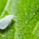 What does a whitefly look like and how to get rid of it?