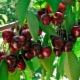 What does sweet cherry look like and how to grow it?
