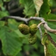 What does an alder look like and how to grow it?