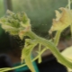 Hvordan ser en edderkoppemide ud på agurker, og hvordan skal man håndtere det?