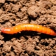 Hoe ziet een draadworm eruit en hoe kom je er vanaf?