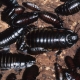 黑蟑螂长什么样子以及如何摆脱它们？