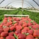 Jak pěstovat jahody?