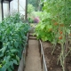 How to grow tomatoes and peppers in the same greenhouse?