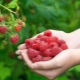 Hvordan dyrker man remontante hindbær?