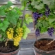 Hvordan dyrker man druer derhjemme?