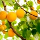 如何种植杏子