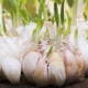 Come coltivare l'aglio in casa?