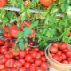 Hoe een goede oogst tomaten te laten groeien?