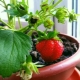 Hoe aardbeien op een vensterbank te laten groeien?
