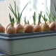 Wie man Zwiebeln in Wasser auf einer Fensterbank anbaut?