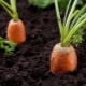 Wie man Karotten anbaut?