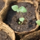 Comment faire pousser des plants de pommes de terre ?
