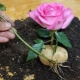 Wie züchte ich eine Rose in einer Kartoffel?