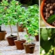 Hvordan dyrker man en pærefrøplante fra frø?