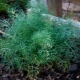How to grow dill?