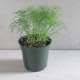 How to grow dill on a windowsill in winter?