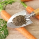 How to soak carrot seeds for fast germination?