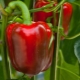 Hvordan lægger man peberfrø i blød før plantning?
