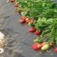 Wie schützt man Erdbeeren vor Unkraut?