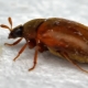 Quali insetti iniziano nell'appartamento e come sbarazzarsi di loro?