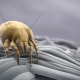 What are dust mites and how to get rid of them?