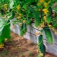 Hvad er de varme agurkebede, og hvordan dyrker man en grøntsag på dem?