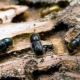 Cosa sono gli scarabei di corteccia e come sbarazzarsi di loro?