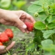 Hvilken slags jord kan jordbær godt lide?
