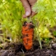 Van welke grond houden wortelen?