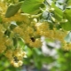 When and how does linden bloom?