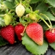 Hvornår og hvordan transplanterer man jordbær om foråret?