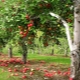 Wann und wie pflanzt man einen Apfelbaum um?