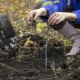 ¿Cuándo y cómo plantar frambuesas en otoño?