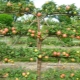 متى تقليم أشجار التفاح؟