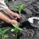 Hvornår skal man plante peberfrugter?