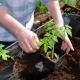Quando piantare pomodori per piantine?