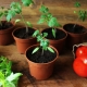 When to plant tomatoes in March?