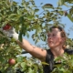 Quando rimuovere le mele invernali per la conservazione?