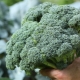Hvornår modner broccoli, og hvordan ved man, om kålen er moden?