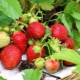 When do strawberries and strawberries ripen?